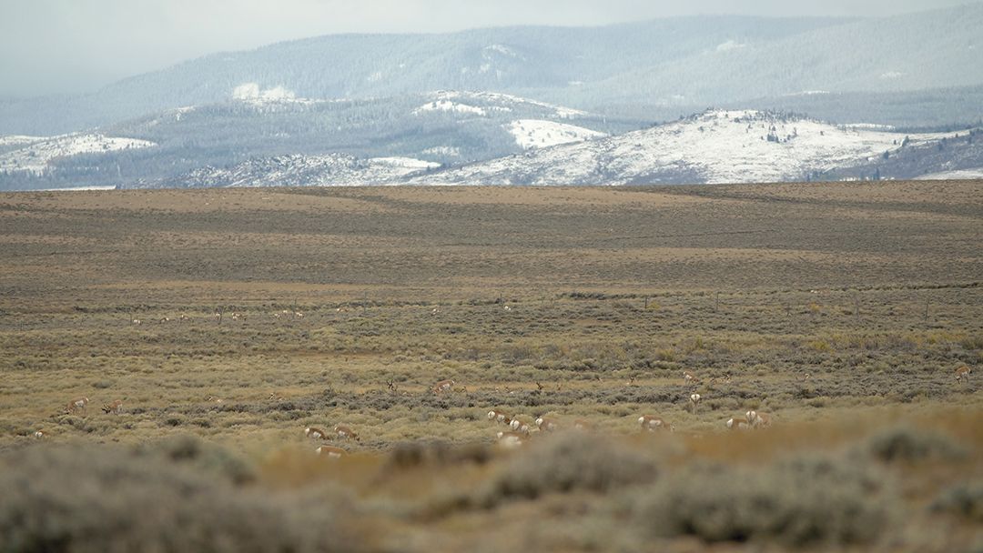 With the drop in temperature and animals on the move, herds in the valley grew large.